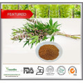 Alta Qualidade 100% Natural Organic Motherwort Extrato Em Pó